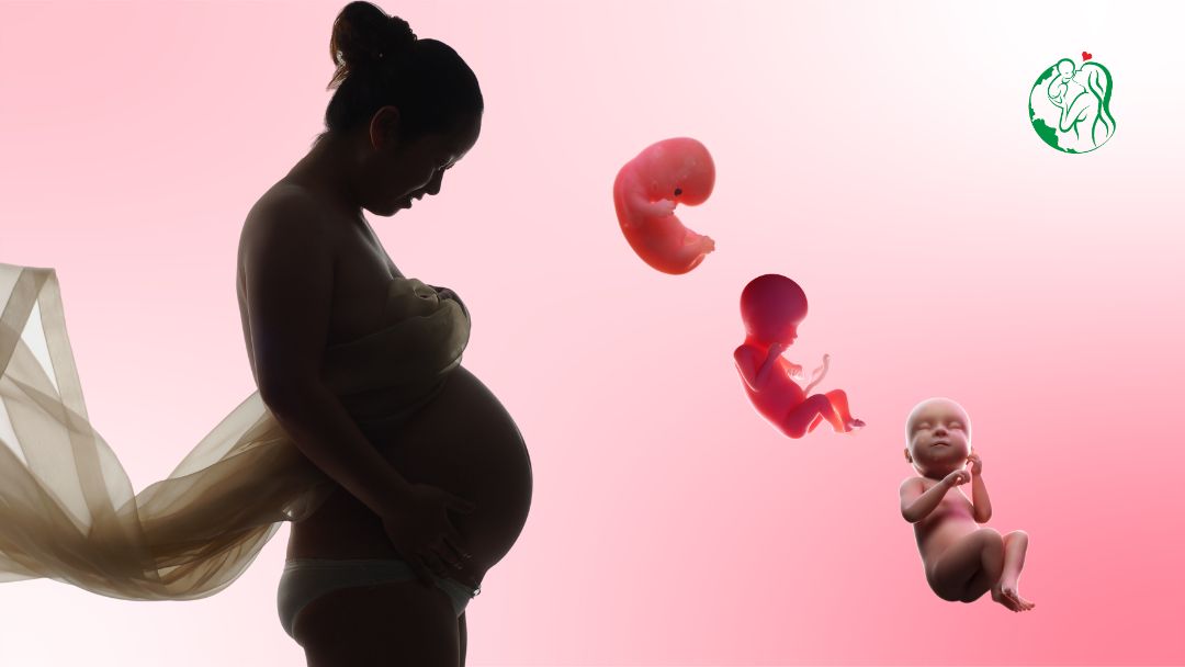 Gestational Age Calculator