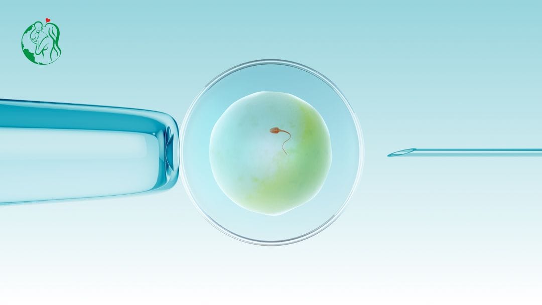 IVF Due Date Calculator