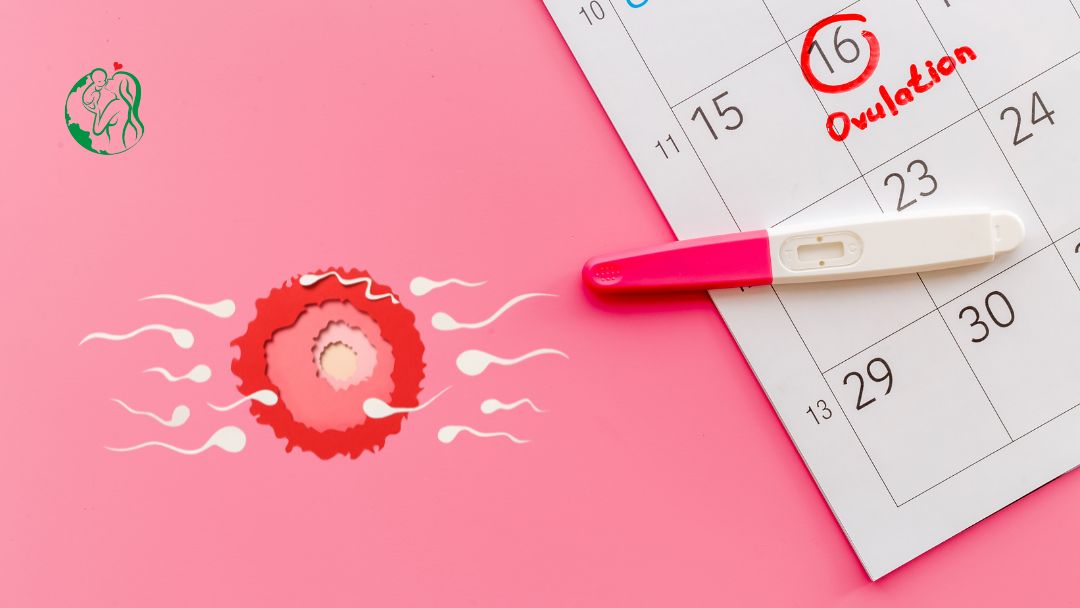 Ovulation Calculator